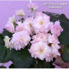 ЛЕ-Злато Скифов (Лебецкая)  